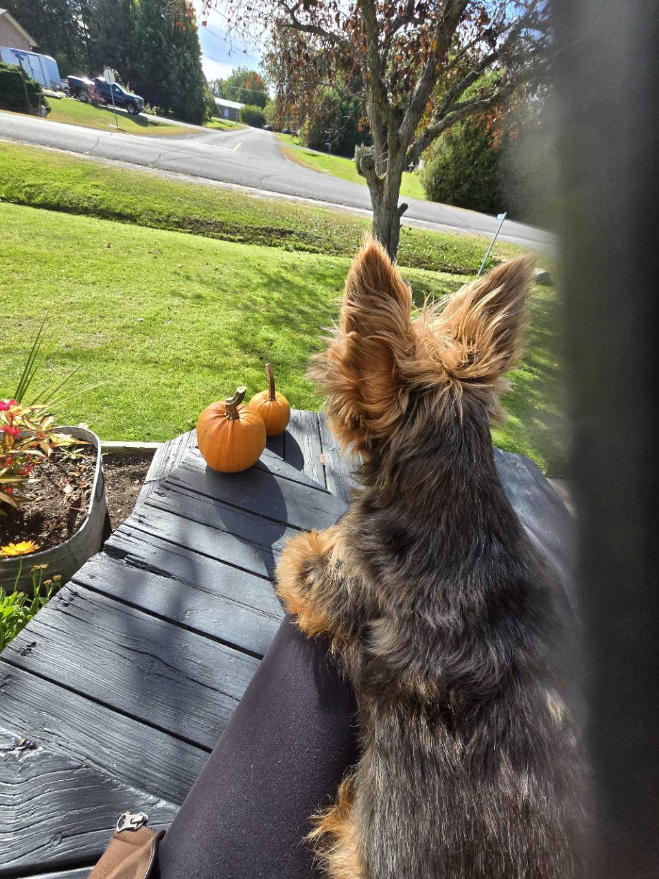 Tyson looks out from the porch at two little pumpkins beneath an autumn tree